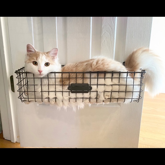 Meet your Posher, Beth - Picture 3 of 4